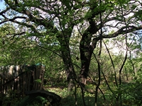 rco Cosentini-20110417 051